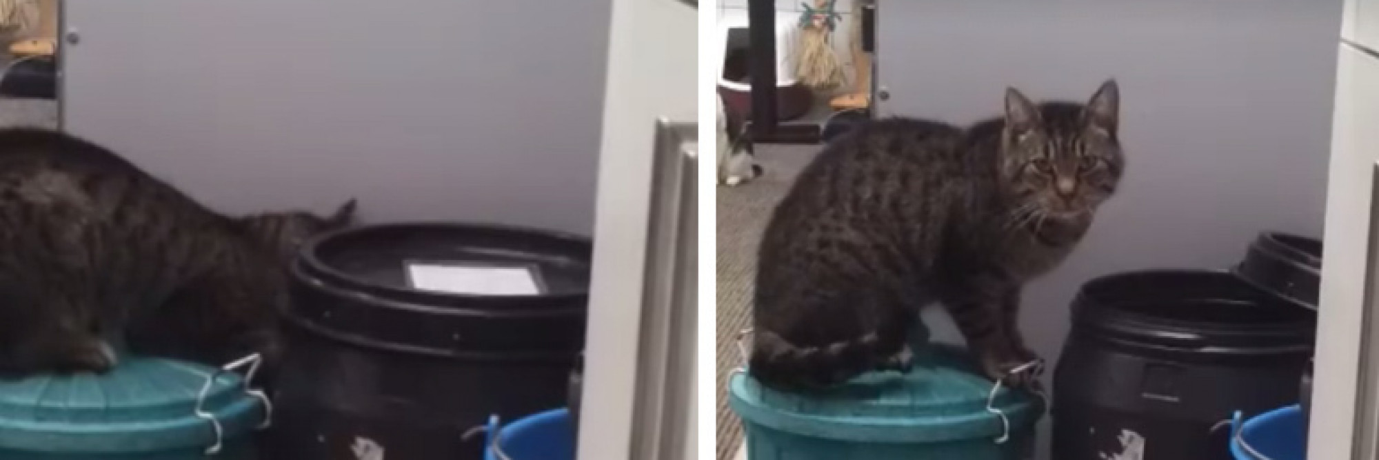 Video: verstopte brokjes niet veilig voor deze slimme kat - Nieuws