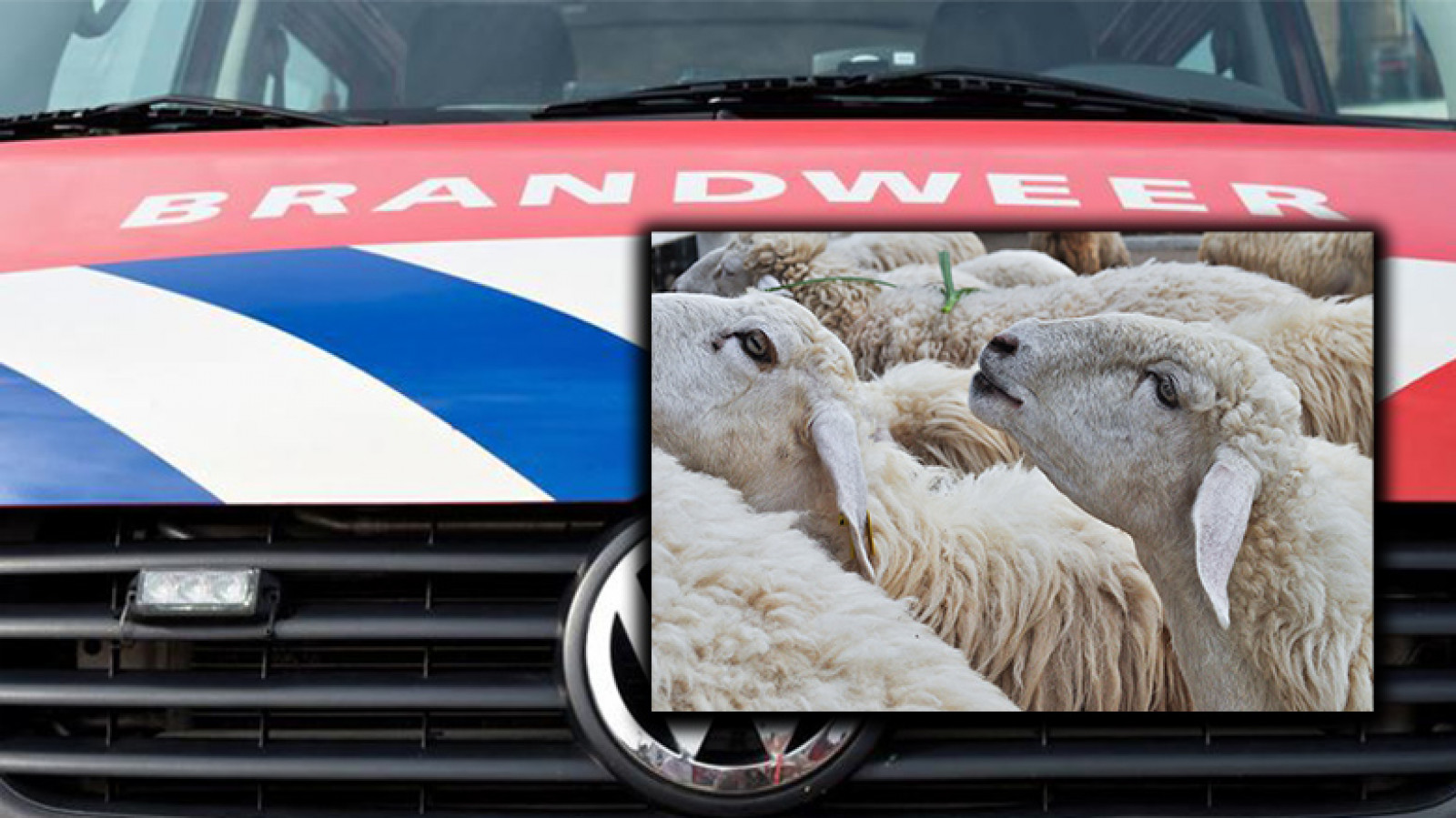 Shutterstock