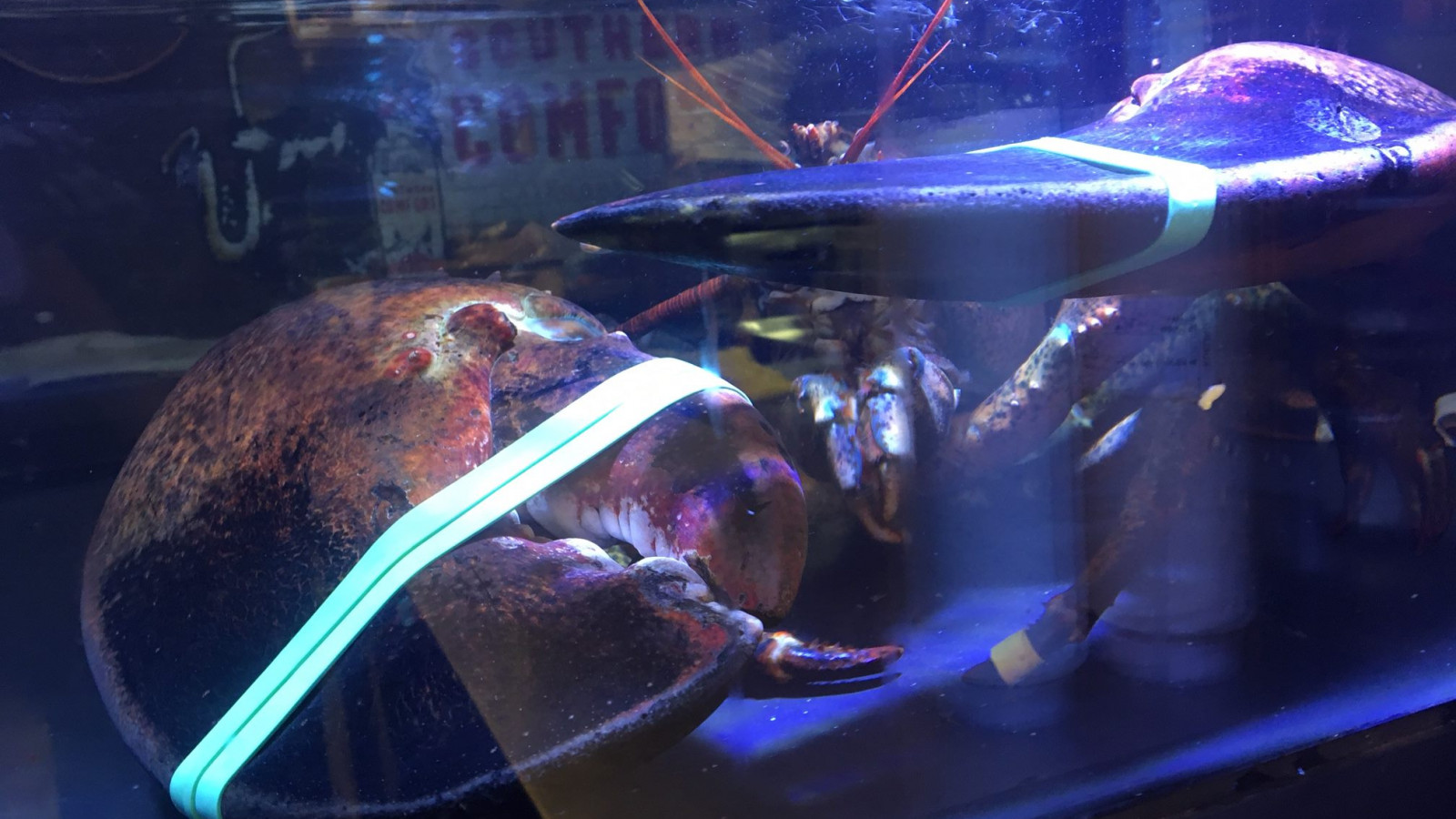 Louis the Lobster for a clean ocean