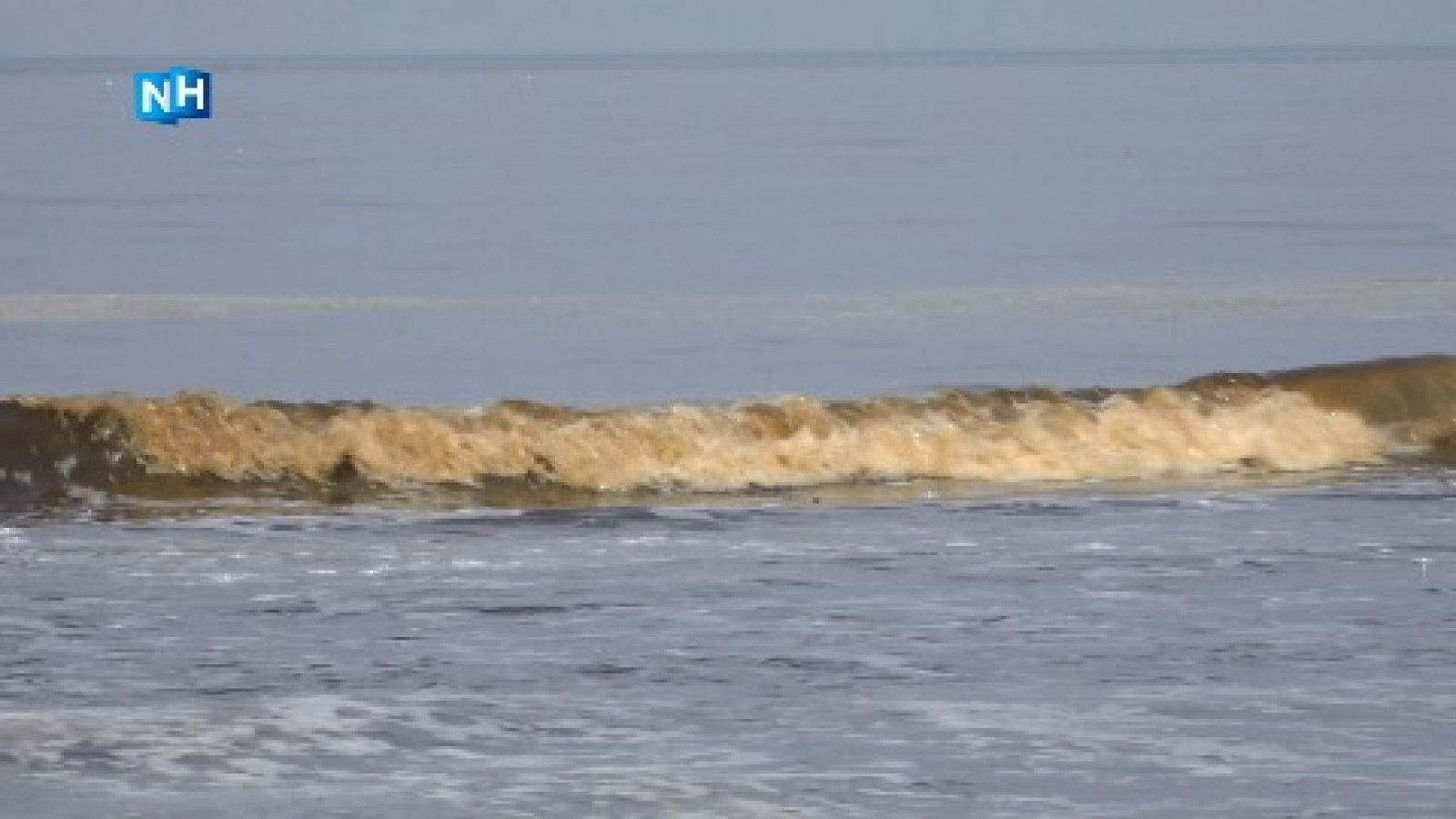 Badgasten Zandvoort mijden zee om stinkende algen en vieze ...