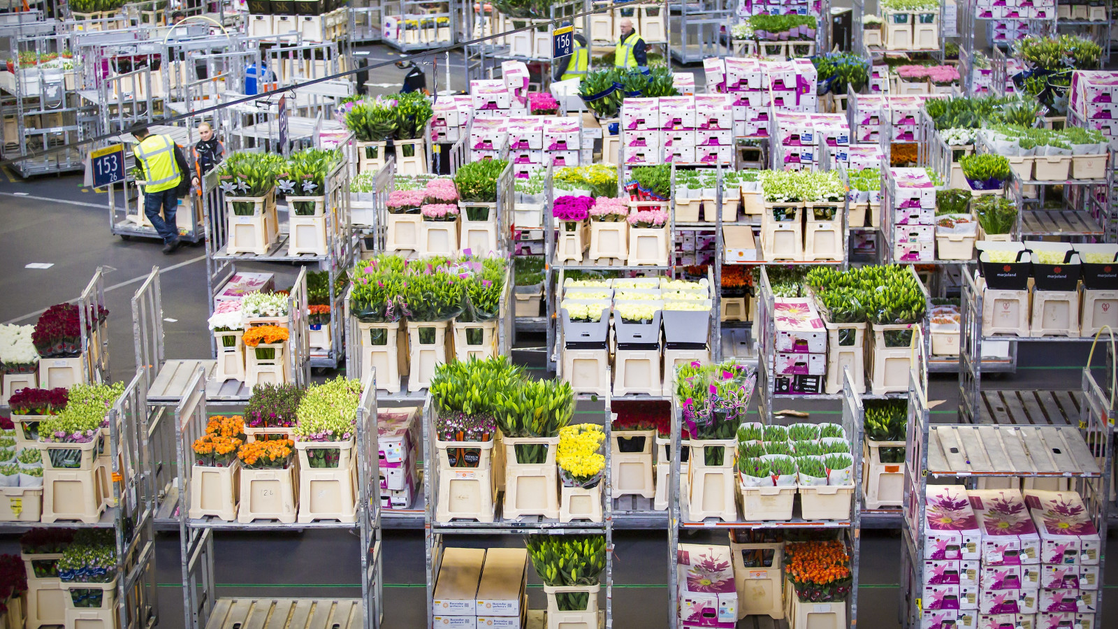 Royal FloraHolland
