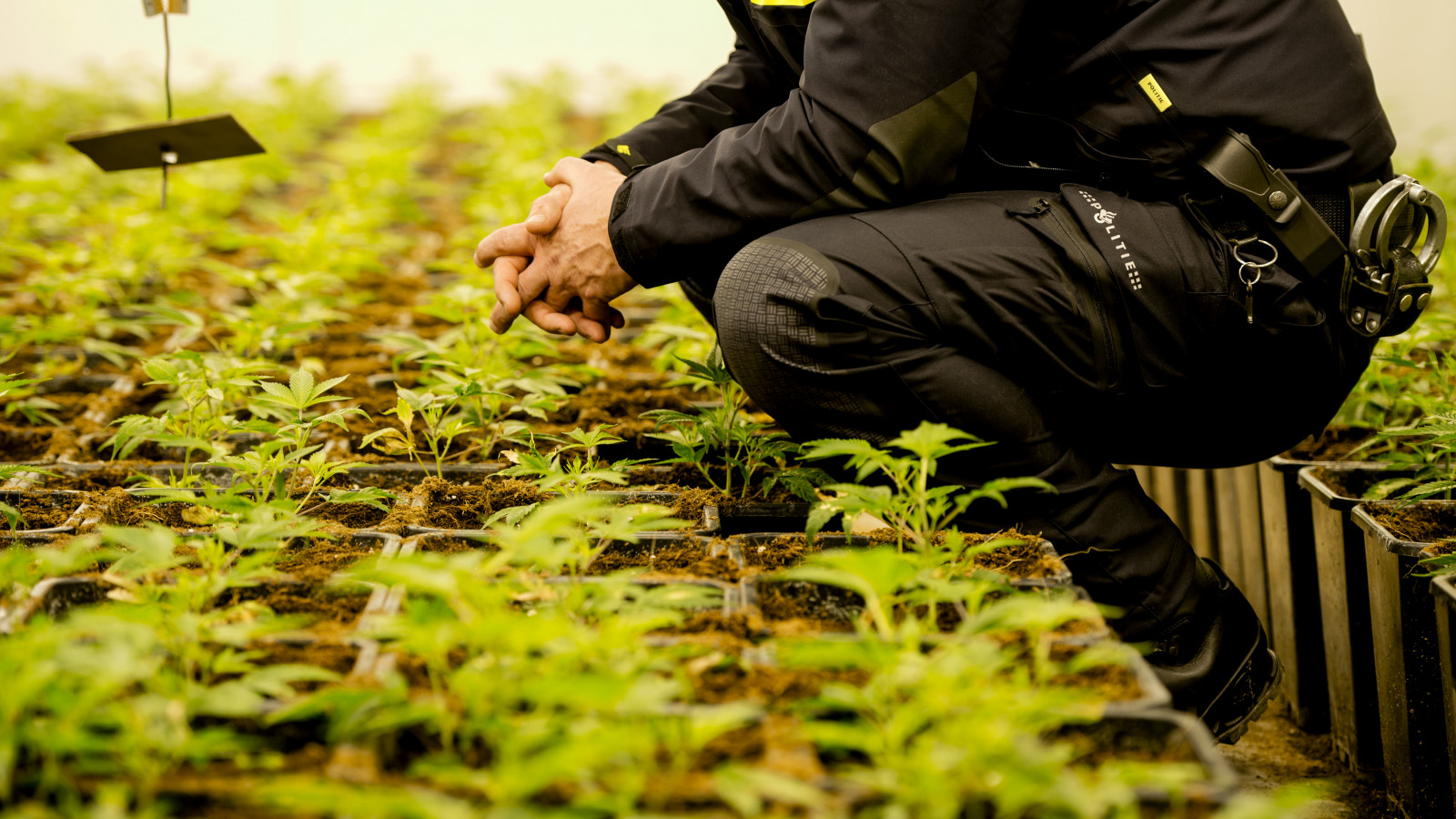 De wietplanten op de foto zijn niet van de aangetroffen kwekerij. Foto: ANP XTRA / Robin van Lonkhuijsen