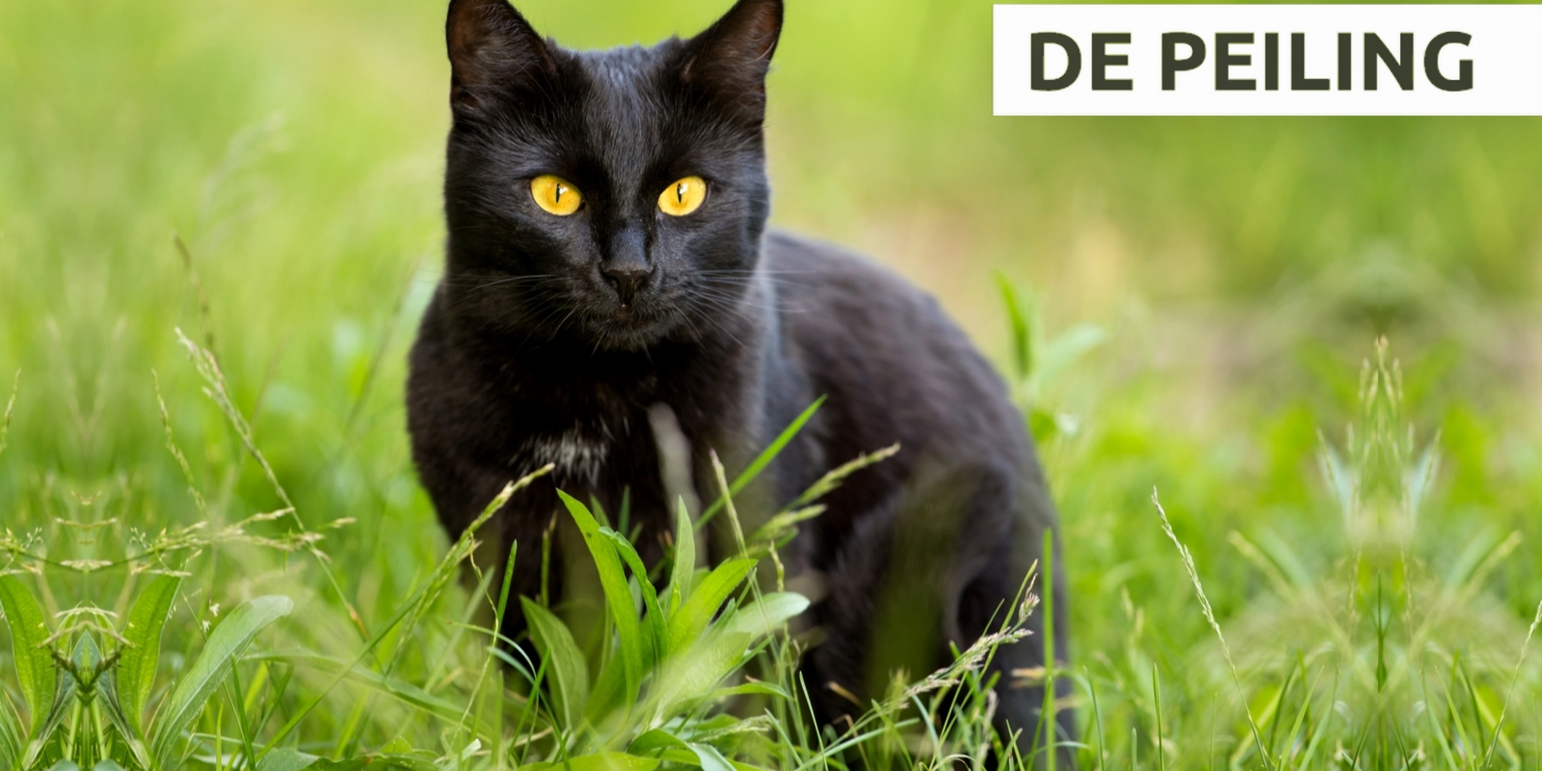 Katten Verjagen Uit Tuin