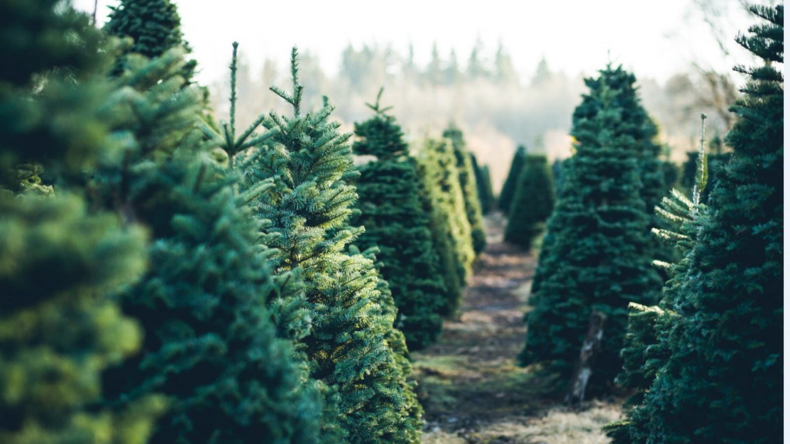 Kerstboom ruikt naar schimmel