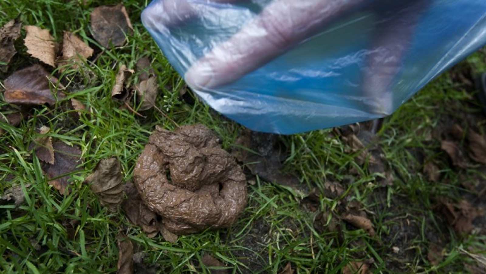ANP (Niet de drol van de wildpoeper)