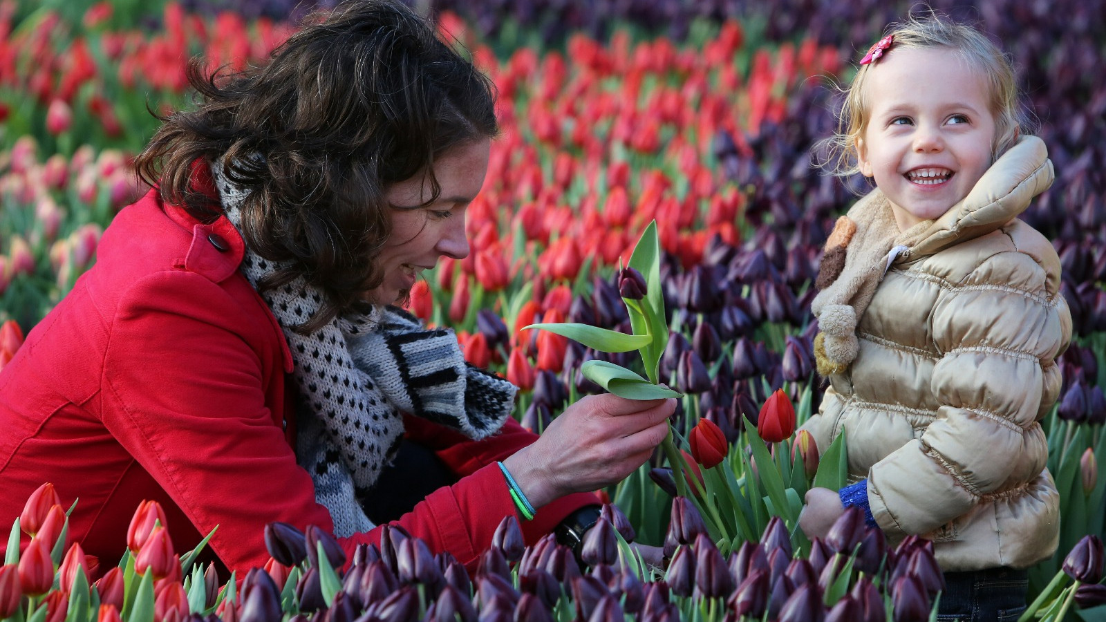 Tulpenplukdag