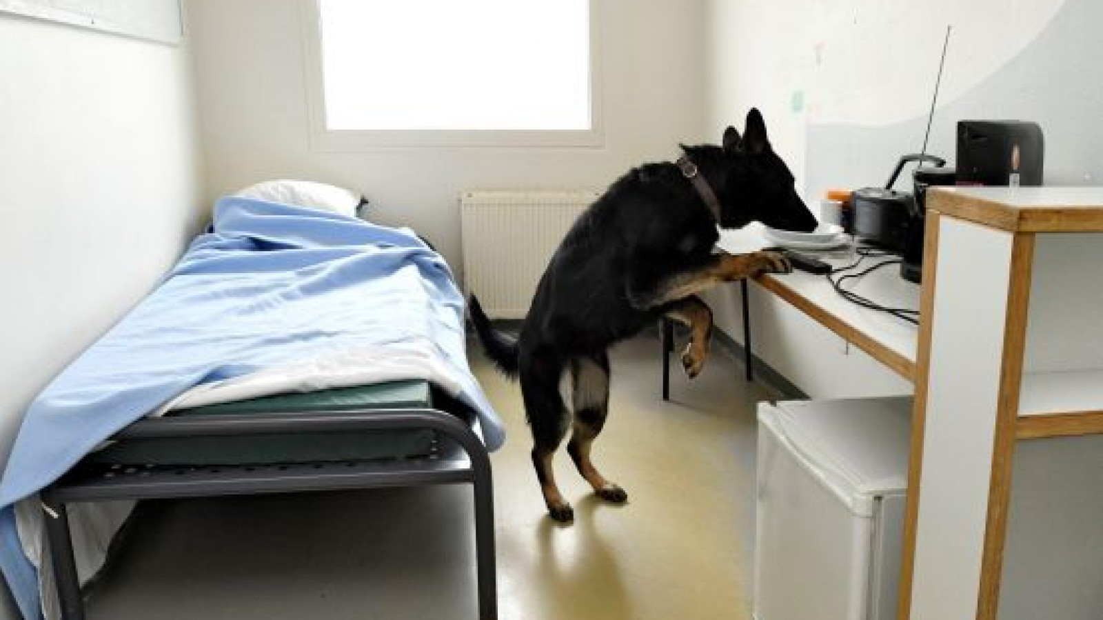 Dienst Justitiële Inrichtingen