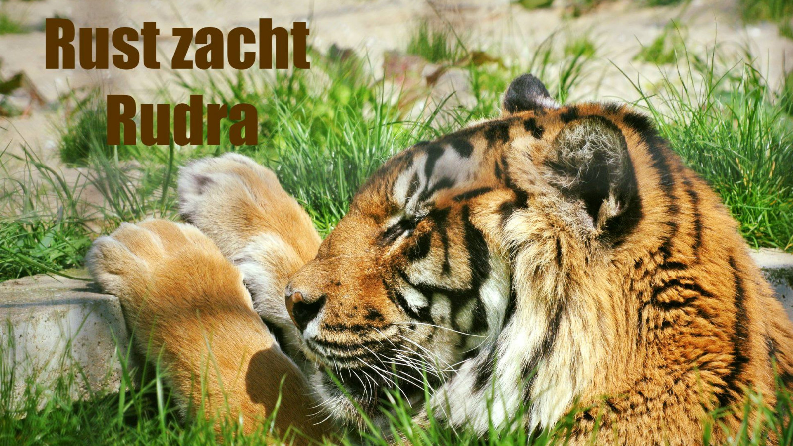 Stichting Leeuw