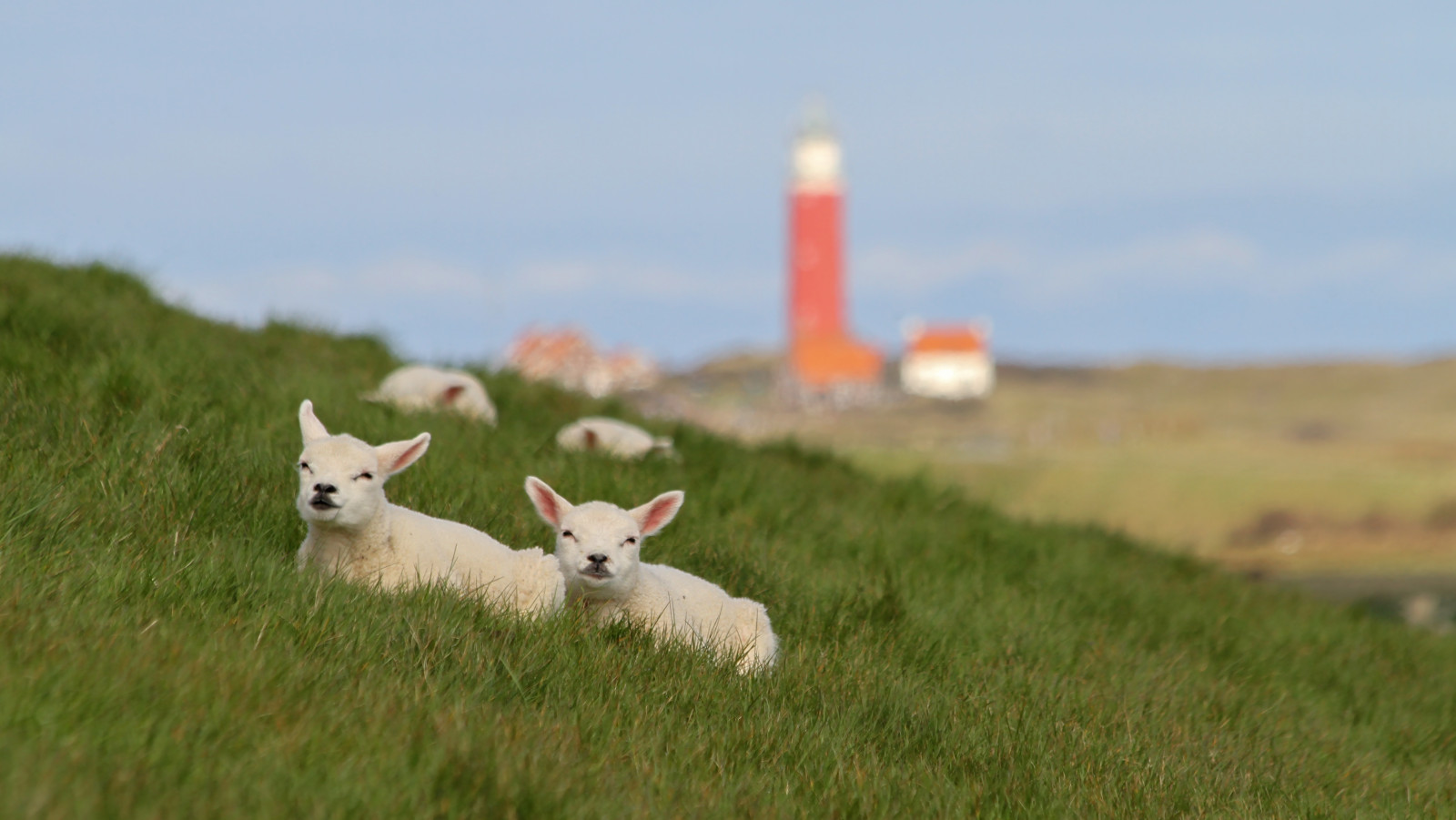 Justin Sinner/Texelstock
