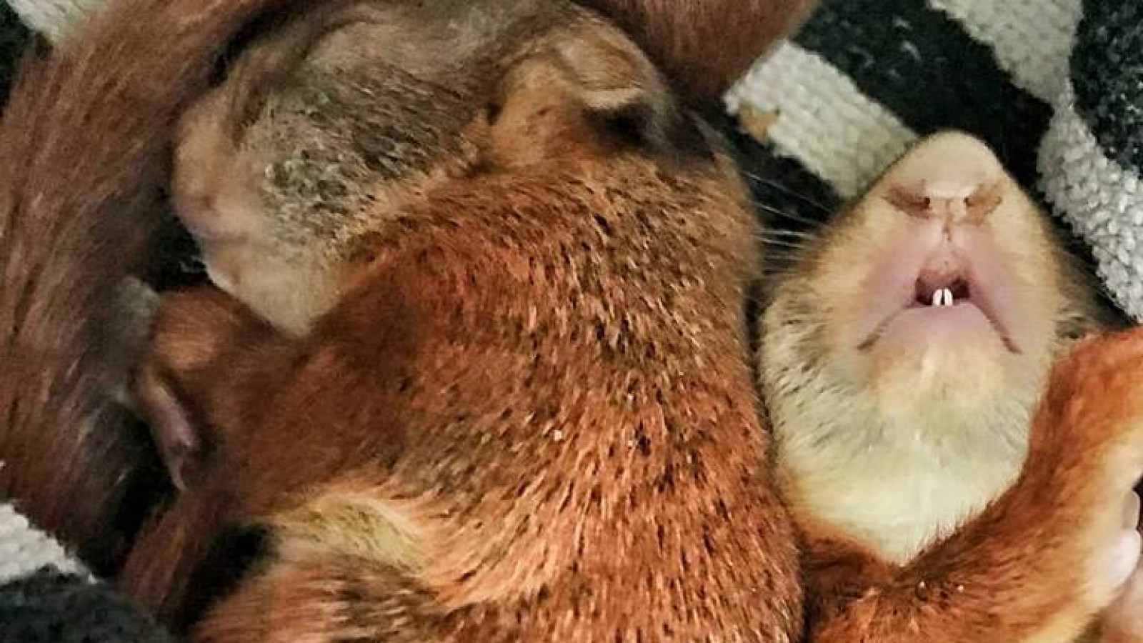 Dierenambulance Gooi- en Vechtstreek