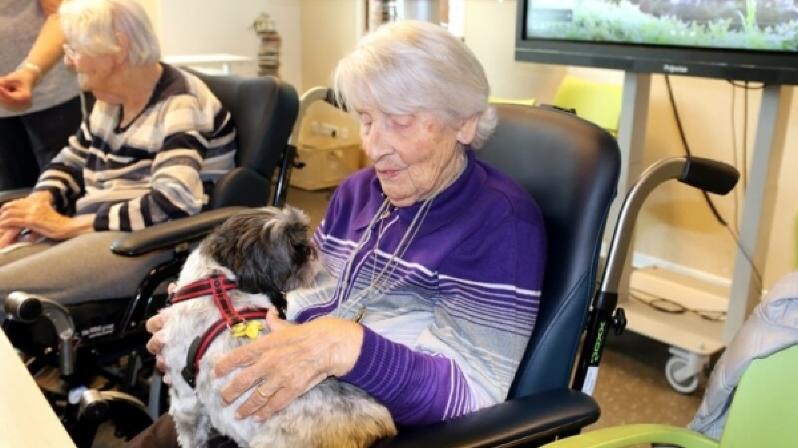 Stichting Knuffeldier
