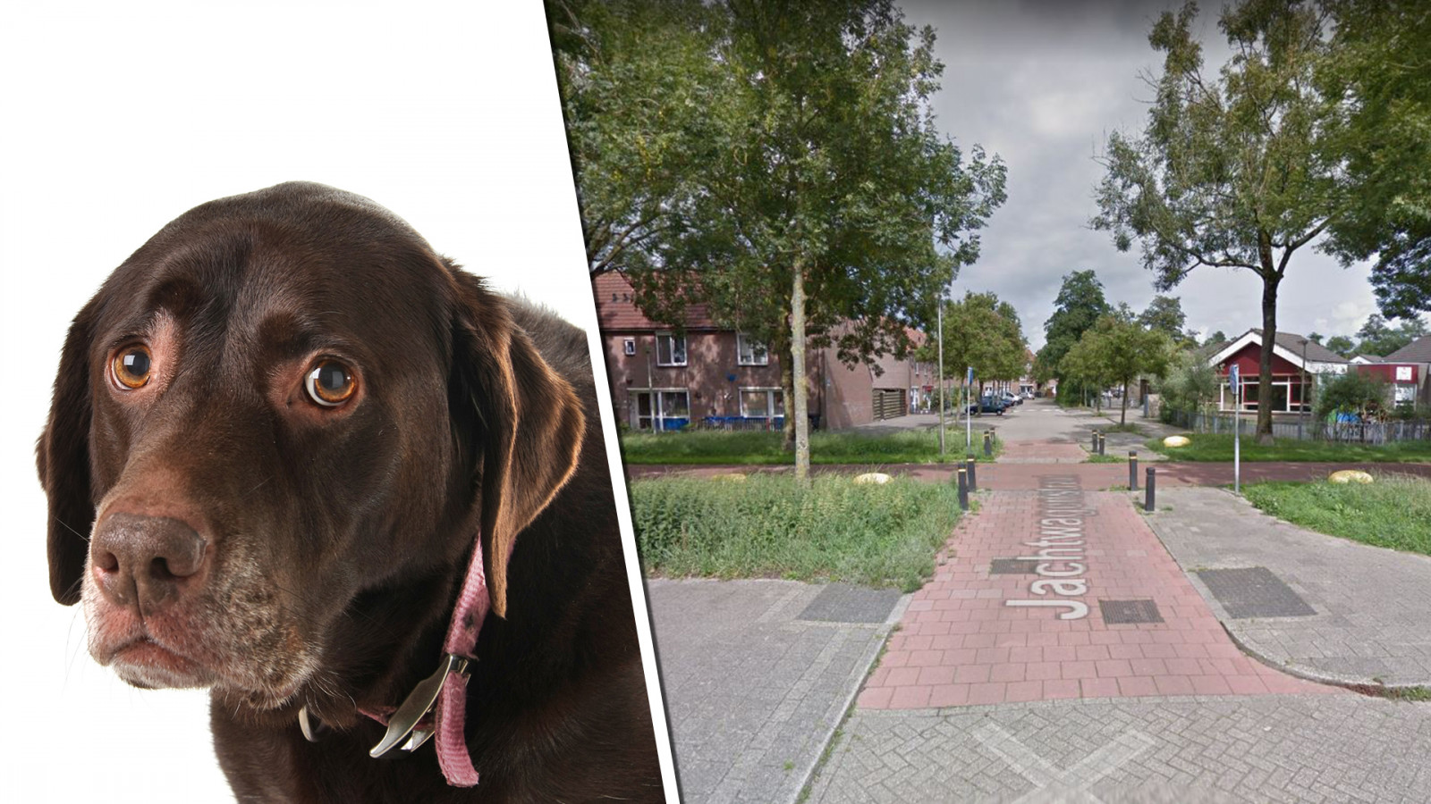 Google Maps/Adobe Stock (niet de daadwerkelijke hond uit het verhaal)