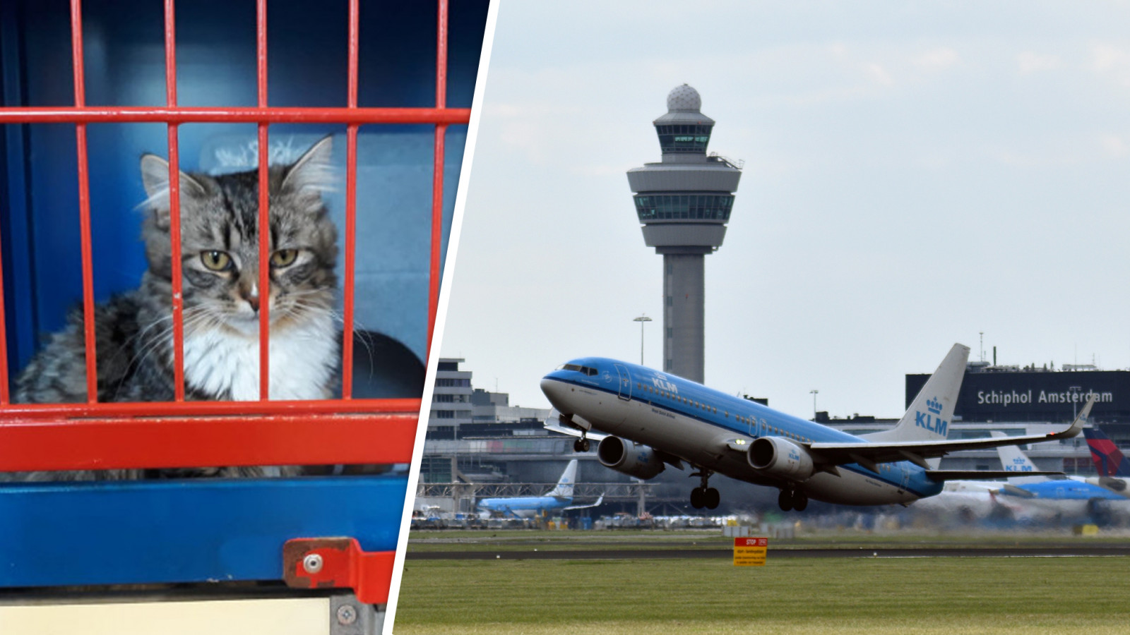 Dierenbescherming/ NH Nieuws/Doron Sajet