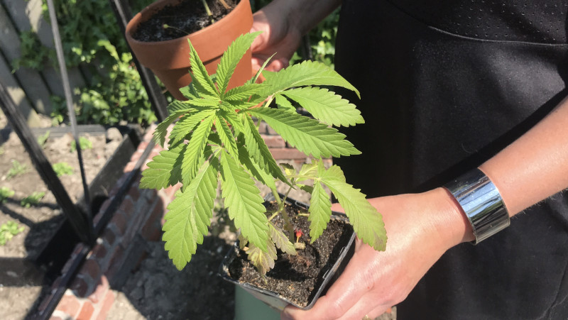 Marjon wil dat 'iedereen een wietplant in de tuin heeft' &quot;Ik dank mijn