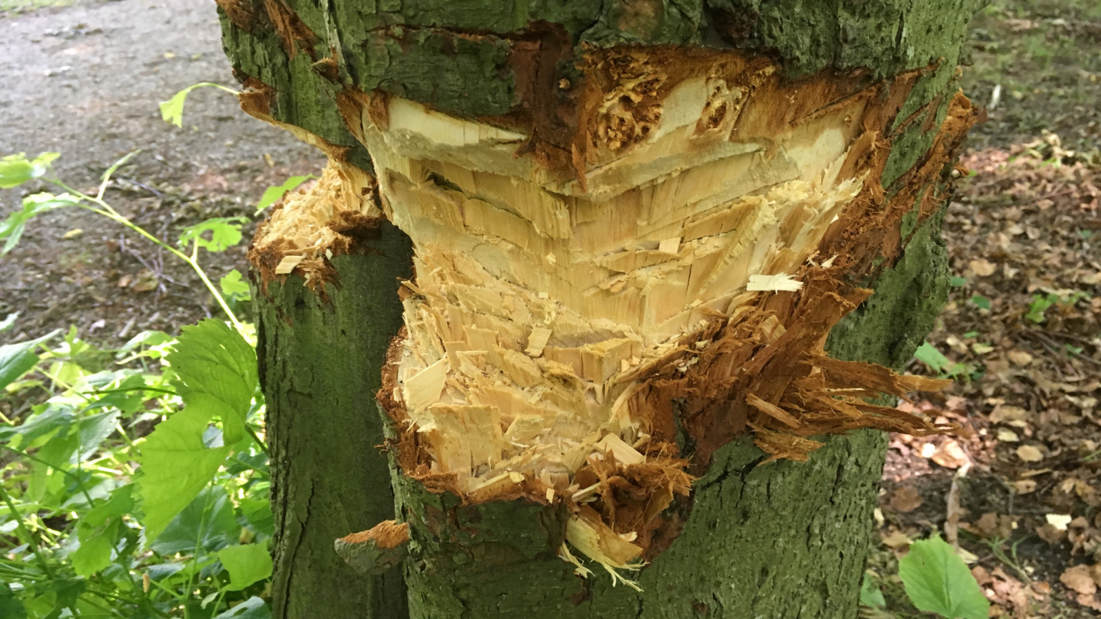 Natuurmonumenten