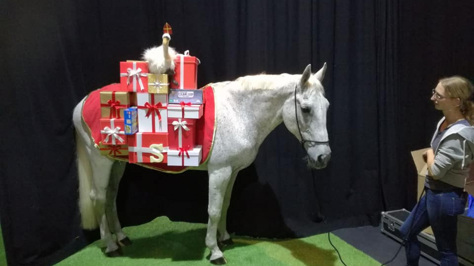 Amerigo, het paard van Sinterklaas, is overleden NH Nieuws