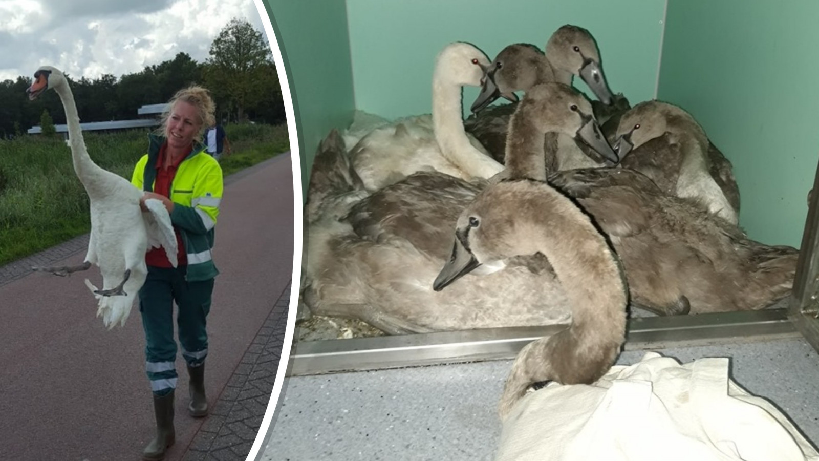 Facebook / Stichting Dierenambulance Purmerend