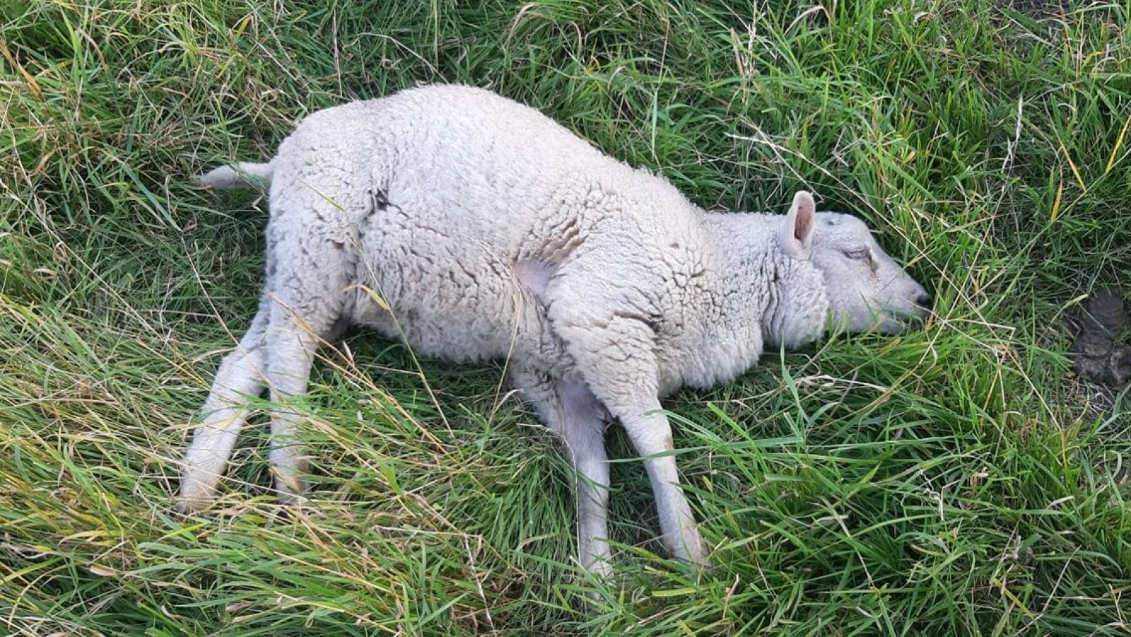 Volgdienst Dierenambulance Kennemerland