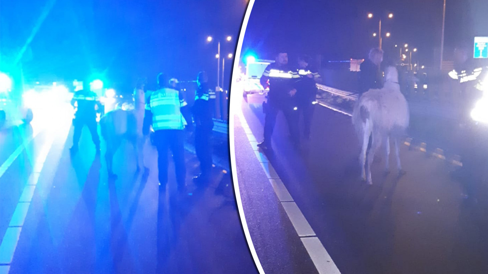 Politie Alkmaar
