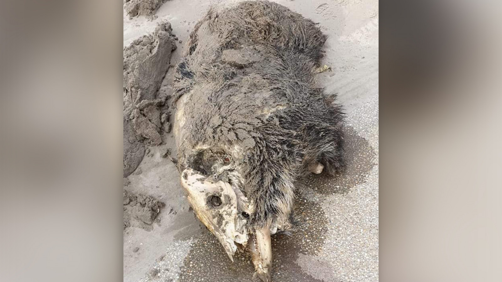 Dave de Koning/Reddingsteam Zeedieren