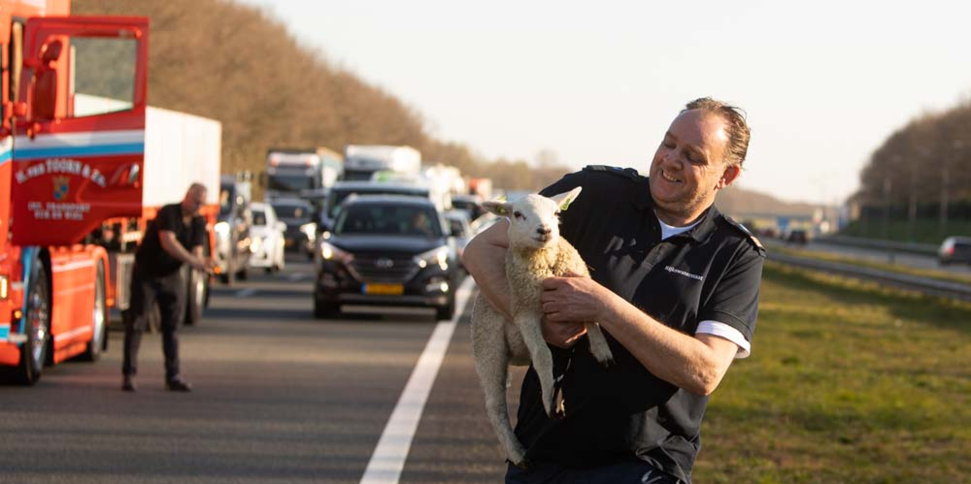 Vrachtwagenchauffeur redt lammetje