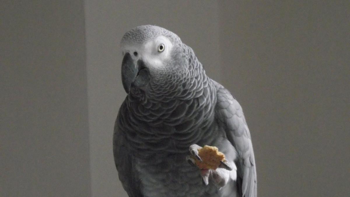 Grijze Roodstaart Coco al een week zoek