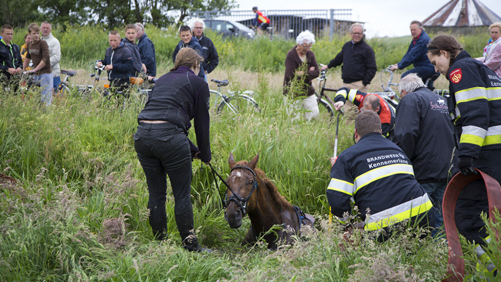 Brandweer Trekt Paard Uit Sloot - NH Nieuws