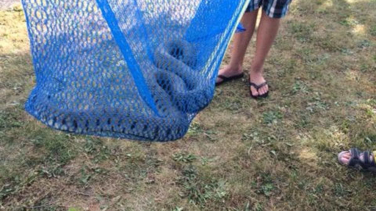Zwemmen in de Vecht? Let op grote ringslangen NH Nieuws