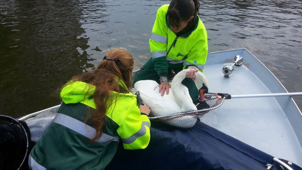 Zwaan gered uit water bij Amsterdam CS NH Nieuws Zwaan gered uit water bij Amsterdam CS NH Nieuws