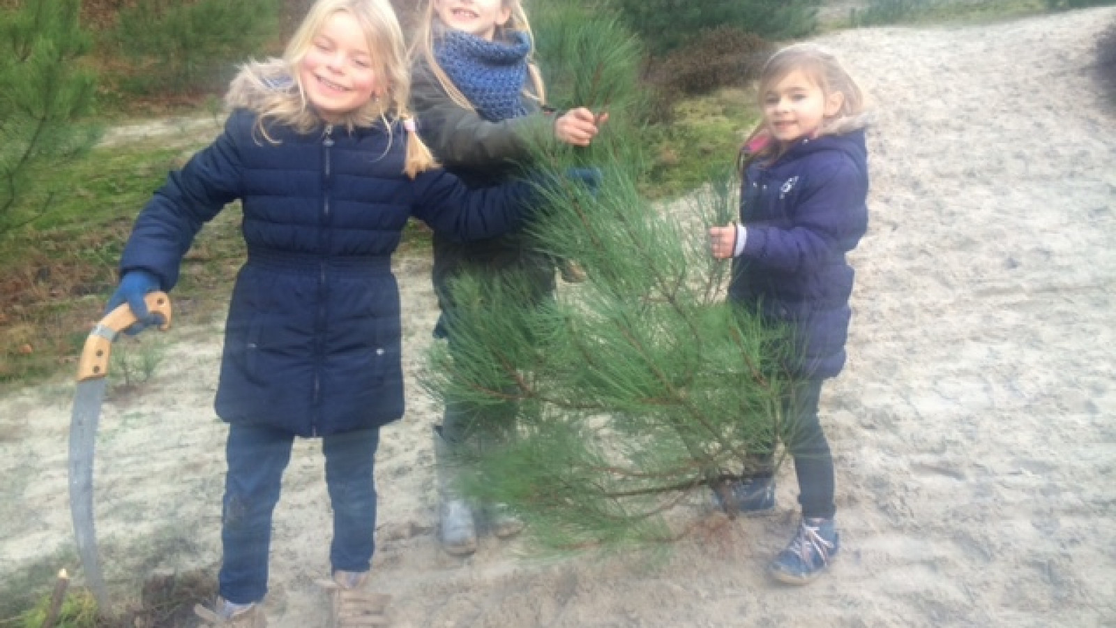 Carpe Den pluk je eigen kerstboom  NH Nieuws