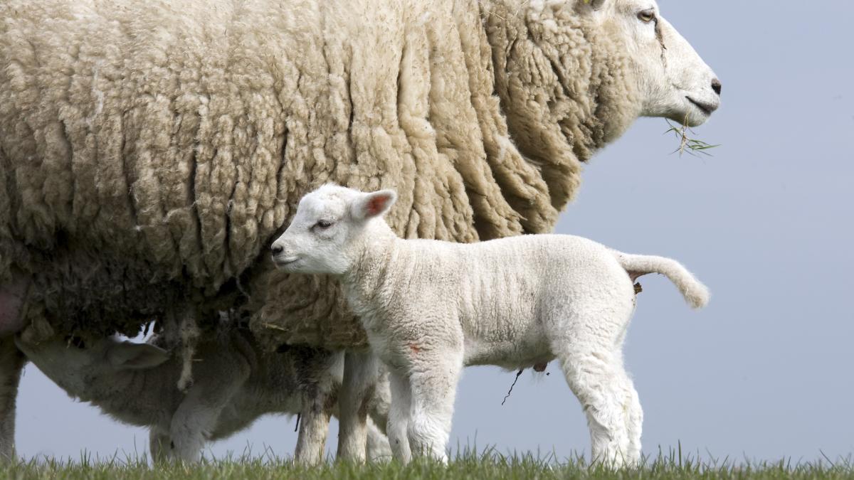 Toezichthouders beschermen schapen tegen bloeddorstige honden