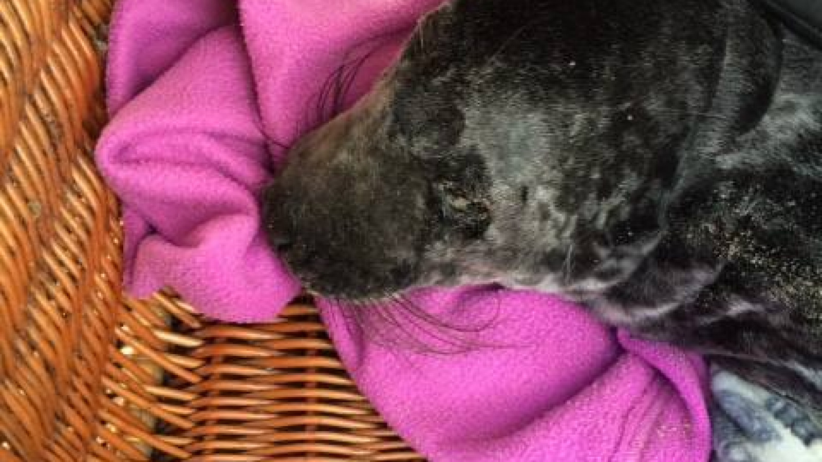 Zwaar ondervoede grijze zeehond gered in Den Helder NH Nieuws