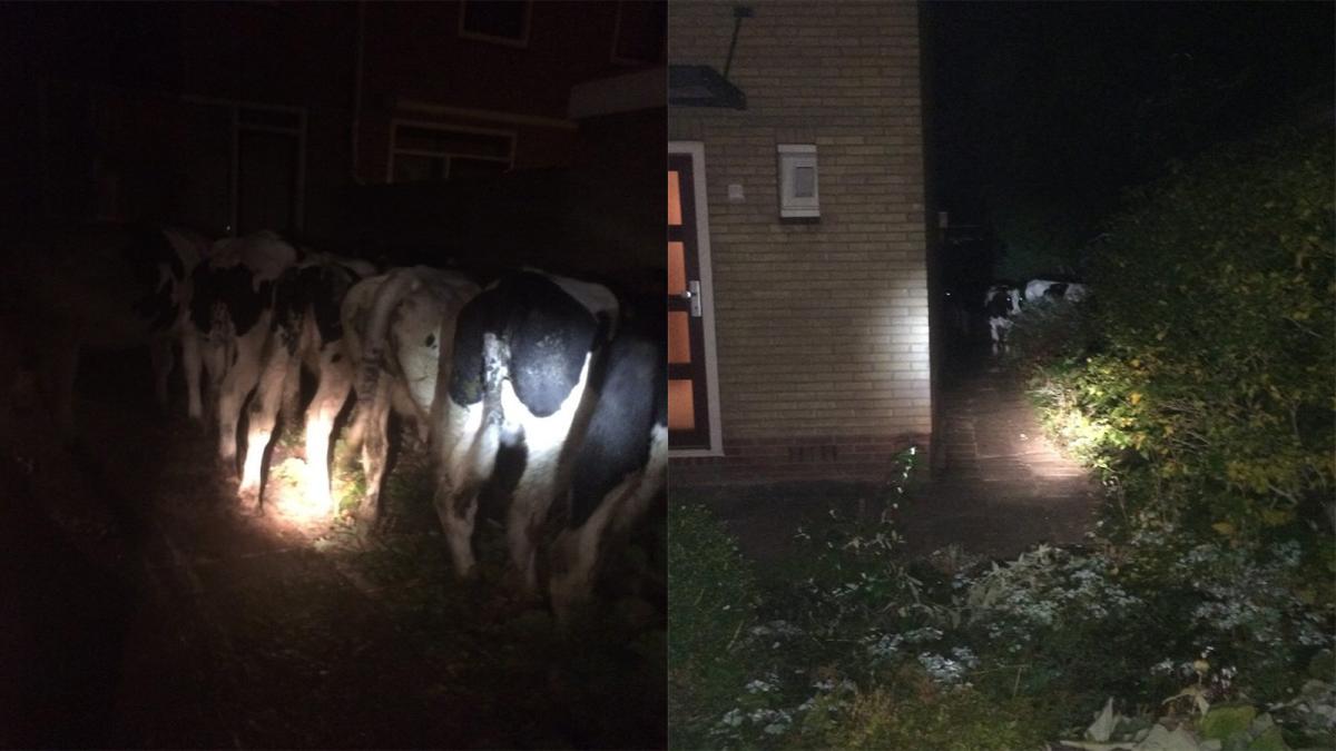 Verrassing: 'inbrekers' blijken nietsvermoedende koeien
