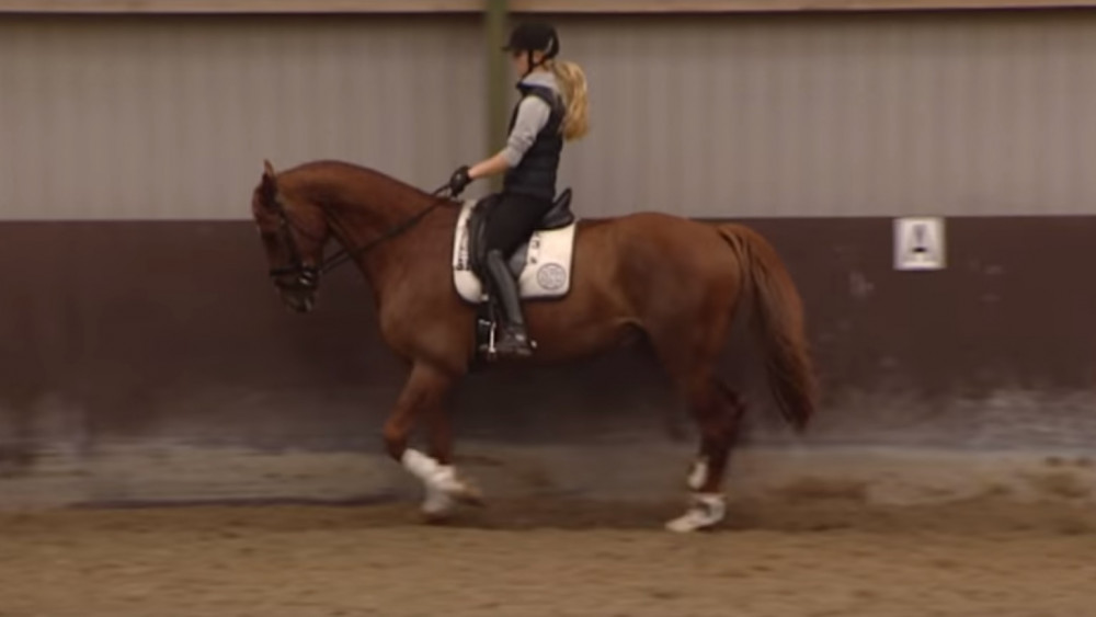 NH Bokt Hoeveel kost een paard? NH Nieuws