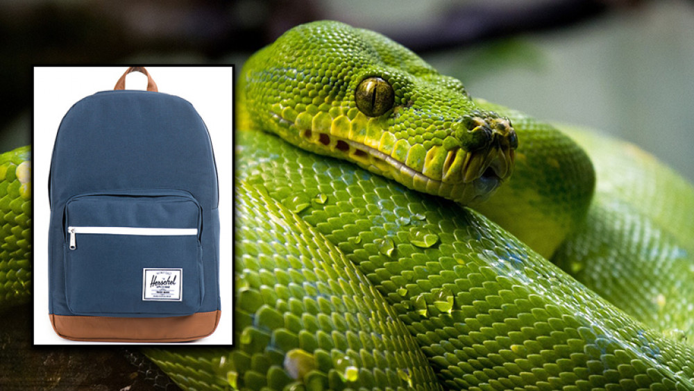 Backpacker vindt slang van halve meter rugzak thuiskomst - Nieuws