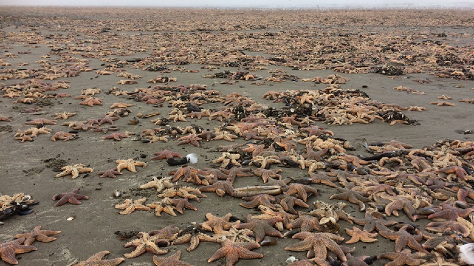 zeesterren aangespoeld op strand 