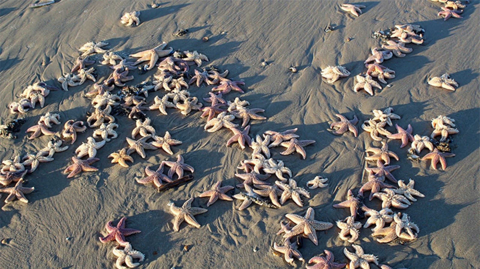 strand bezaaid met zeesterren