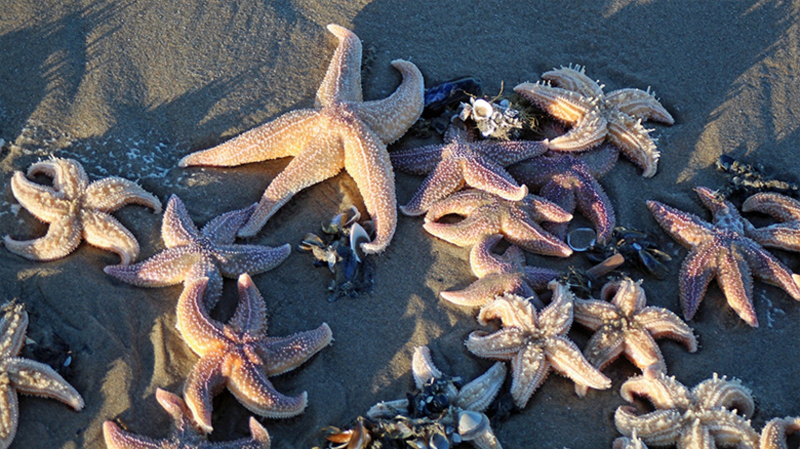 strand bezaaid met zeesterren
