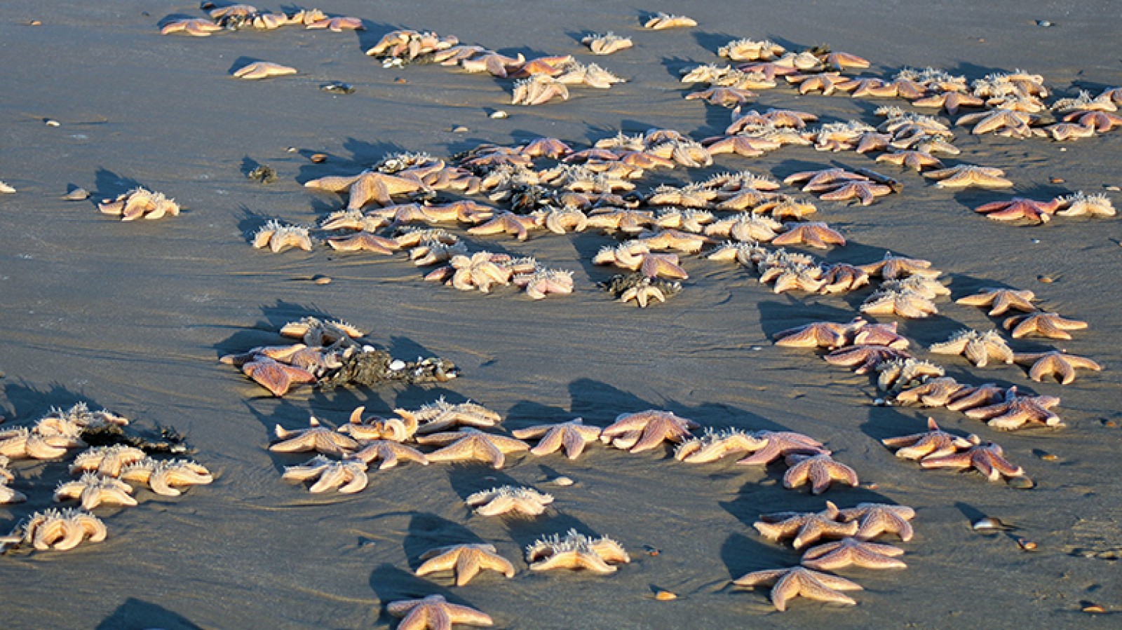 strand bezaaid met zeesterren