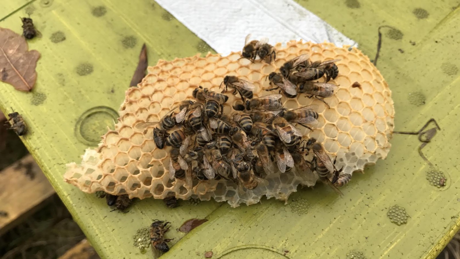 Dode bijen op een kapotte honingraat