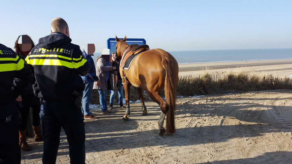 Op Hol Geslagen Paard Stormt Over Zandvoortse Boulevard NH Nieuws