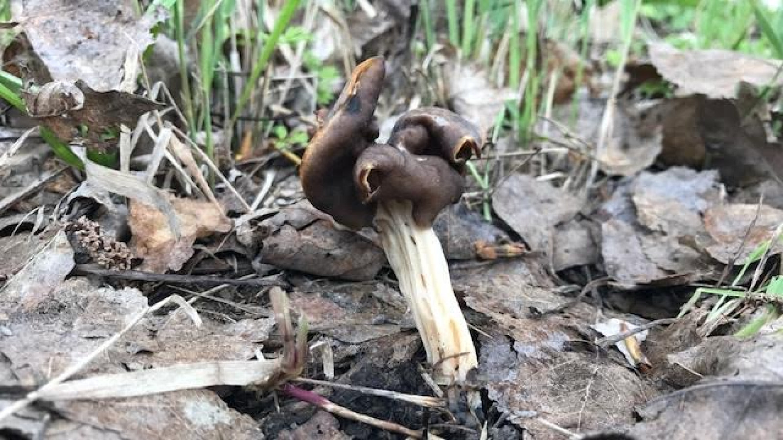 paddenstoelen langs de A8