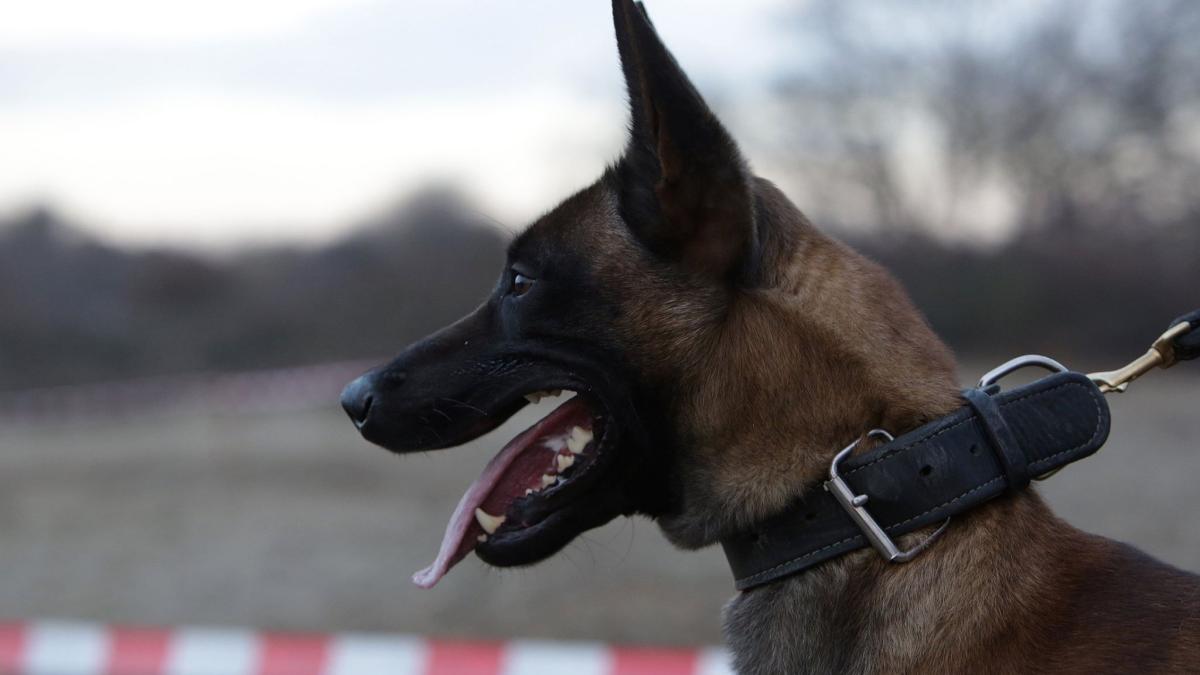 Vijf inbrekers aangehouden na inbraak in Schoorl, één gebeten door politiehond