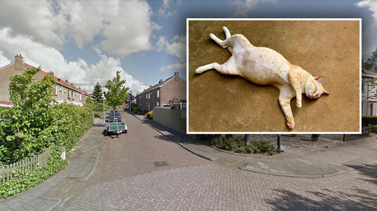 Politie onderzoekt dode en stervende kat op zelfde kruispunt in Ilpendam