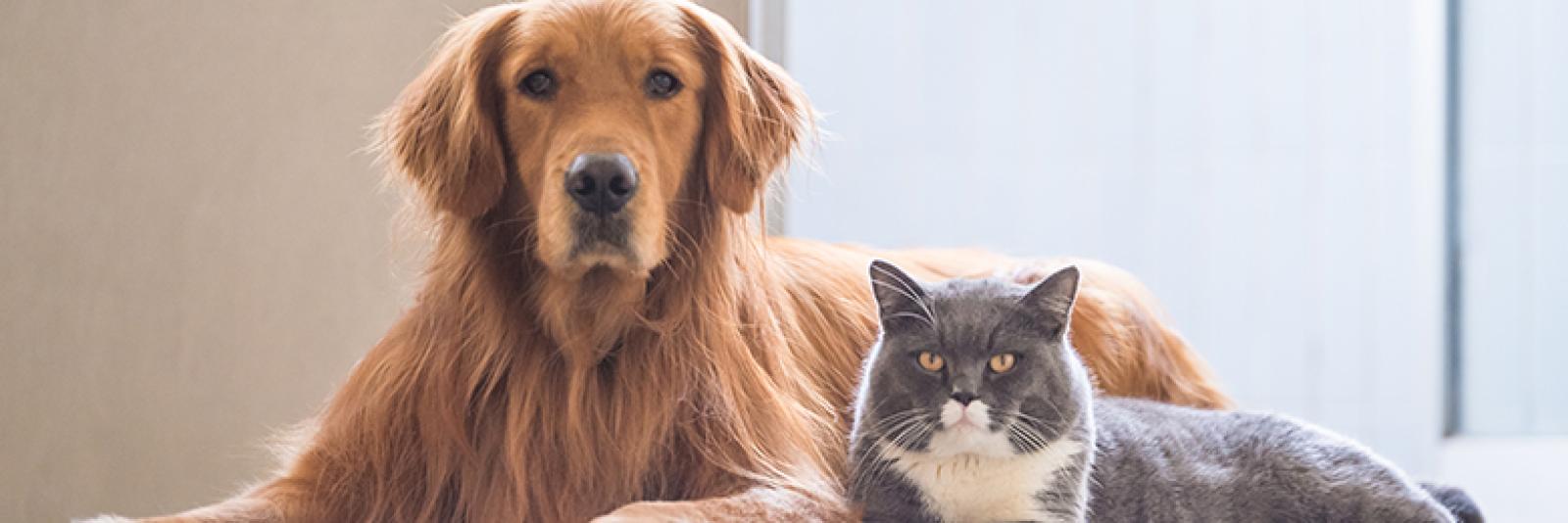 Lauw Bloody hengel Max en Pip populairste namen hond en kat - NH Nieuws