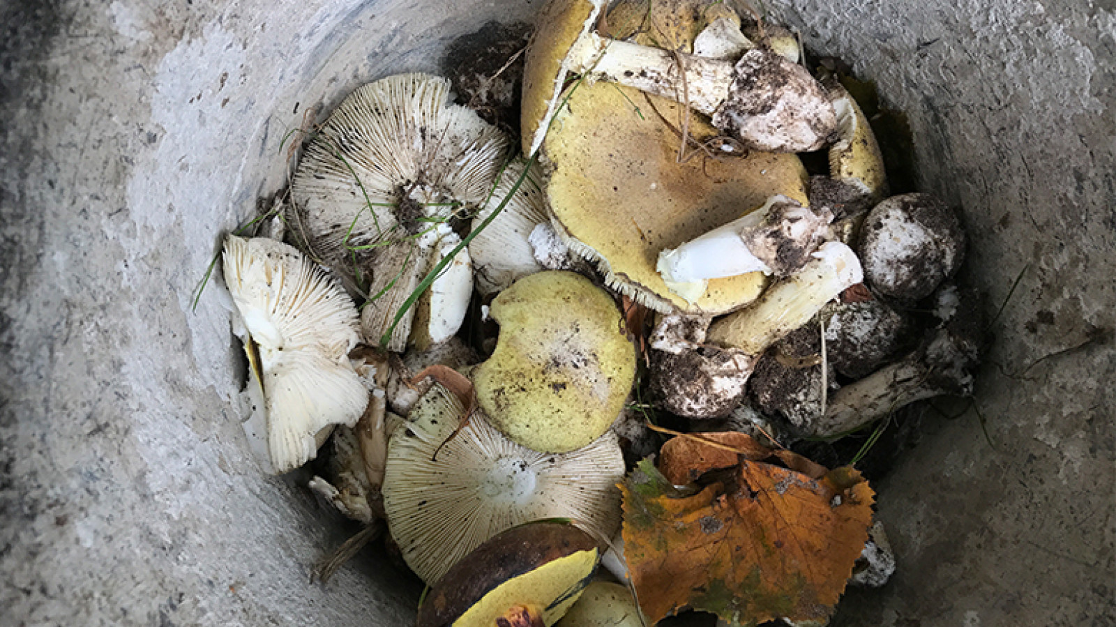 De paddenstoelen worden weggehaald