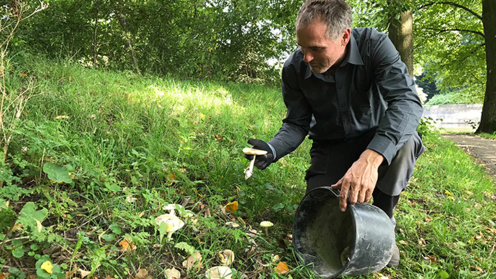 Stichting Monumenten Bezit is druk bezig om de meeste paddenstoelen te verwijderen