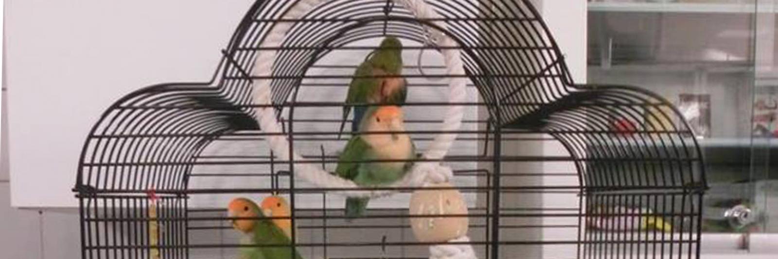 genoeg Los Kwijting Vieze vogelkooi vol agapornissen op straat gedumpt in Amsterdam - NH Nieuws
