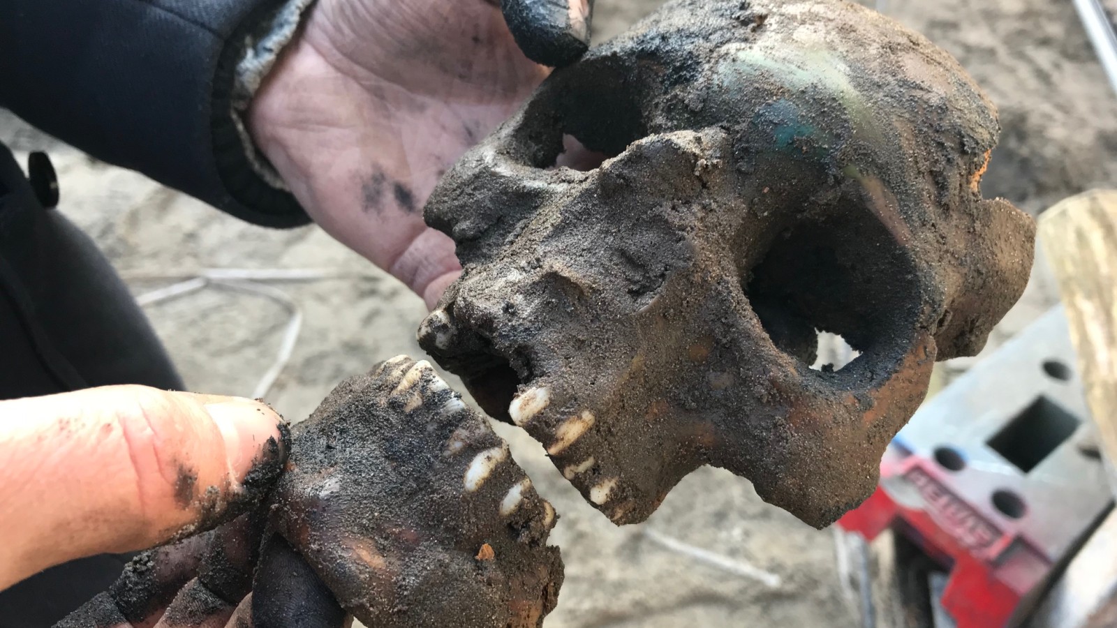 Menselijke schedel gevonden bij archeologische opgravingen Huis ter Kleef in Haarlem