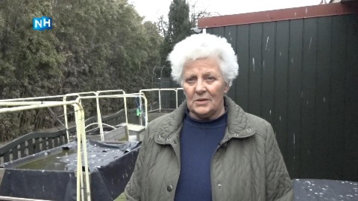 Spreeuwen teisteren Schellinkhout: 